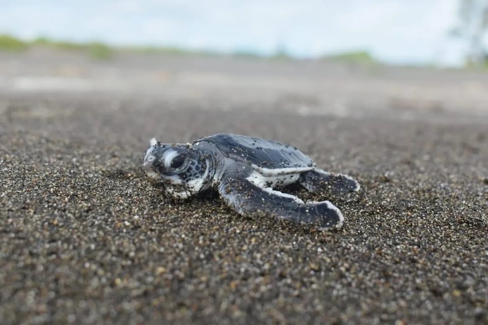 Tortuga marina en Paquera